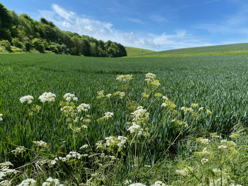South Downs Way. Image © PlanetSKI